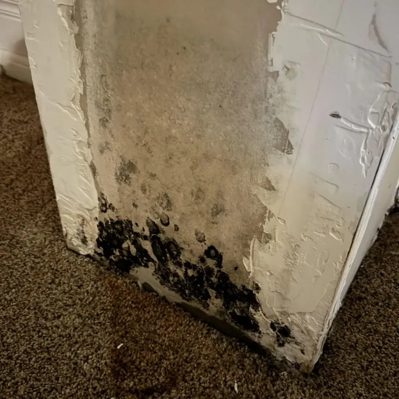 Professional Mold Removal in Fayetteville, PA